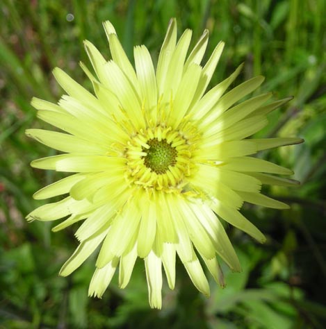 Urospermum dalechampii / Boccione maggiore
